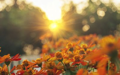 How Your Wounds Map the Way Back to Your True Self