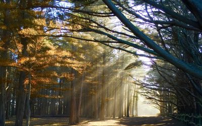 Commitment on the Spiritual Path: My Journey from Survival to Devotion